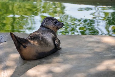 Genç fokların güneşlenmeleri rıhtımda.