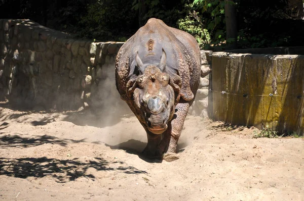 The Indian rhinoceros (Rhinoceros unicornis), also called the greater one-horned rhinoceros and great Indian rhinoceros, is a rhinoceros native to the Indian subcontinent