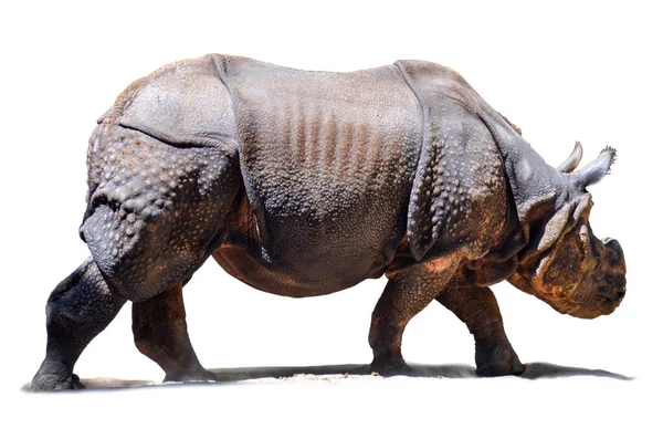 Hint Gergedanı Rhinoceros Unicornis Gergedangiller Familyasından Bir Gergedan Türü — Stok fotoğraf