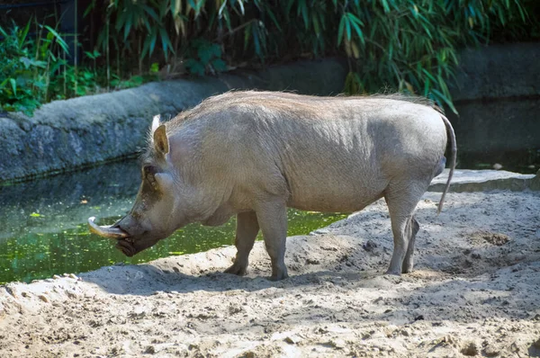 Javali Selvagem Irritado Caminhada Javali Selvagem Areia Perto Lagoa — Fotografia de Stock