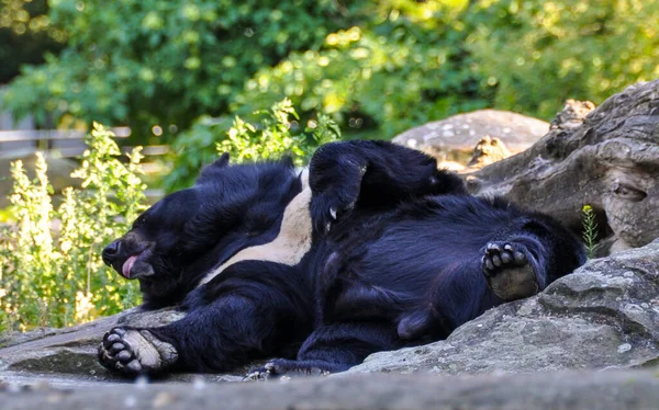 Black Bear Relaxes Sun — Stock Photo, Image