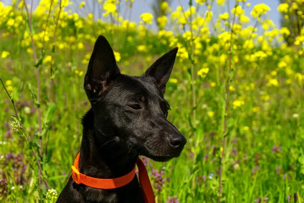 Mały Czarny Pies Portret Trawie Latem — Zdjęcie stockowe