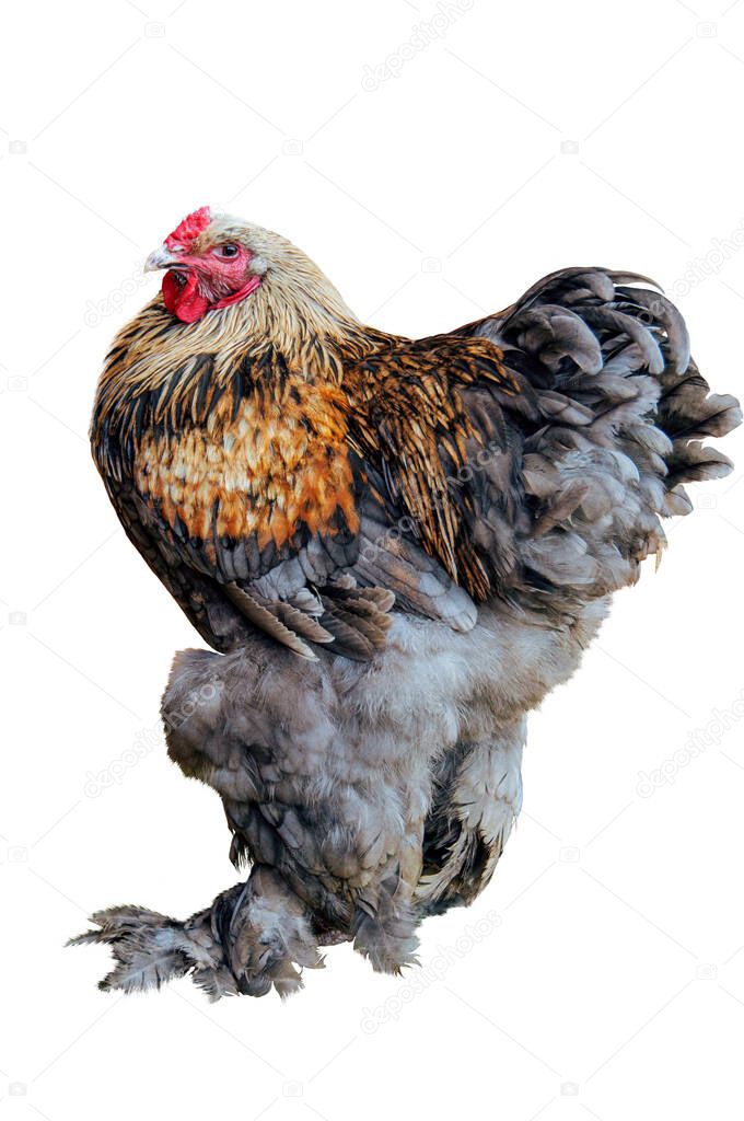 Chicken Cochin, Rooster isolated on white background