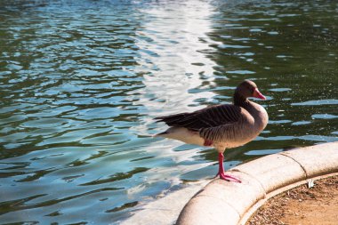 Sınır gölet üzerinde gri ördek duran görünümünü kapat