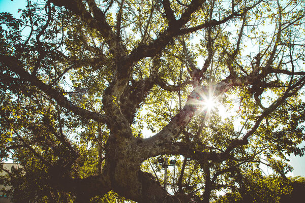 Закрытый вид на вяжущее старое дерево в парке, Тель-Авив, Израиль
