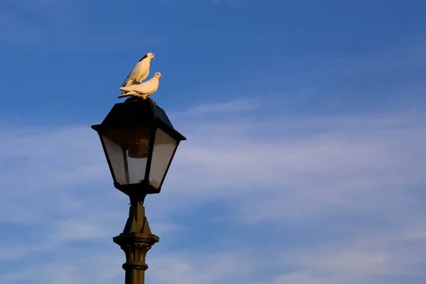 Vista Duas Pombas Brancas Sentadas Lanterna Rua — Fotografia de Stock