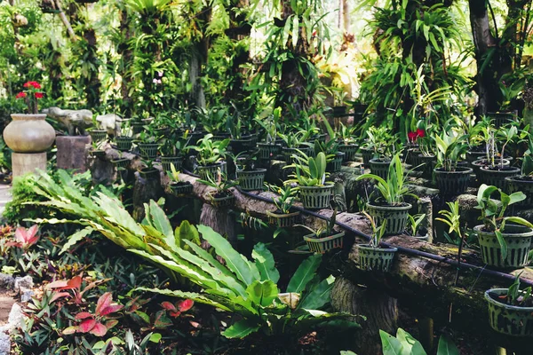Yeşil taze Botanik Bahçesi Phuket, Tayland