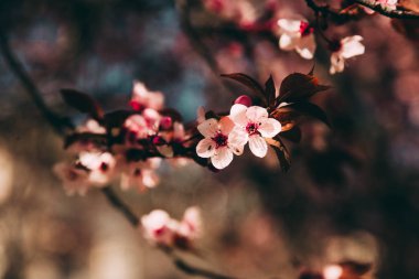 Barselona, Ispanya, Barselona botanik bahçesinde çiçeklenme kırmızı ağacın yakın görünümü