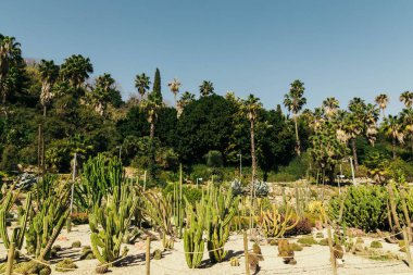Barselona 'da yeşil Botanik Bahçesi Jardines de Mossn Costa i Llobera, Ispanya