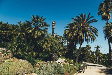 Barselona 'da yeşil Botanik Bahçesi Jardines de Mossn Costa i Llobera, Ispanya