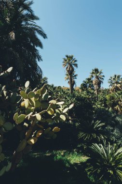 Barselona 'da yeşil Botanik Bahçesi Jardines de Mossn Costa i Llobera, Ispanya