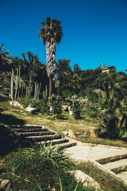 Barselona 'da yeşil Botanik Bahçesi Jardines de Mossn Costa i Llobera, Ispanya