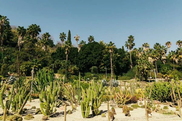 Barselona 'da yeşil Botanik Bahçesi Jardines de Mossn Costa i Llobera, Ispanya