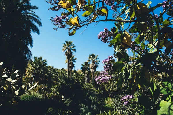 Grüner Botanischer Garten Jardines Mossn Costa Llobera Barcelona Spanien — Stockfoto
