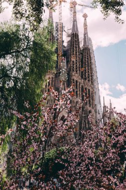 Arka planda La Sagrada Familia ile çiçeklenme bahar ağacının yakın görünümü, Barselona, Ispanya