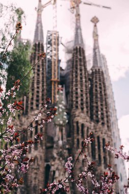Arka planda La Sagrada Familia ile çiçeklenme bahar ağacının yakın görünümü, Barselona, Ispanya