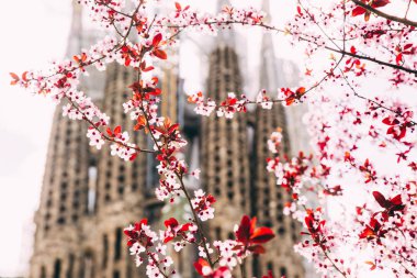 Arka planda La Sagrada Familia ile çiçeklenme bahar ağacının yakın görünümü, Barselona, Ispanya