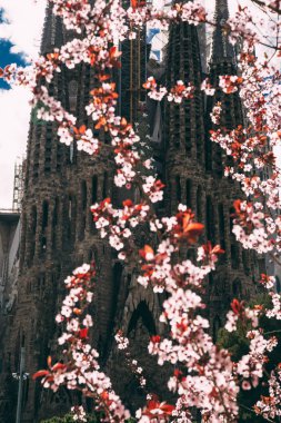 Arka planda La Sagrada Familia ile çiçeklenme bahar ağacının yakın görünümü, Barselona, Ispanya