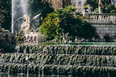 Parc de la Ciutadella, Barselona, Ispanya Çeşme yüzen ördek görünümü