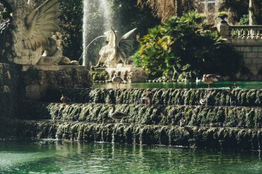Parc de la Ciutadella, Barselona, Ispanya Çeşme yüzen ördek görünümü