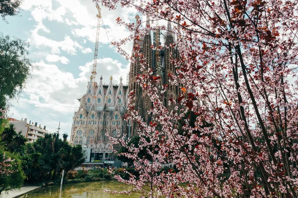 Arka planda La Sagrada Familia ile çiçeklenme bahar ağacının yakın görünümü, Barselona, Ispanya