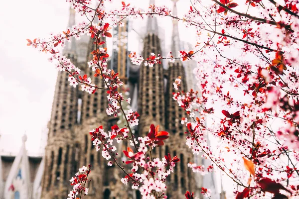 Arka planda La Sagrada Familia ile çiçeklenme bahar ağacının yakın görünümü, Barselona, Ispanya