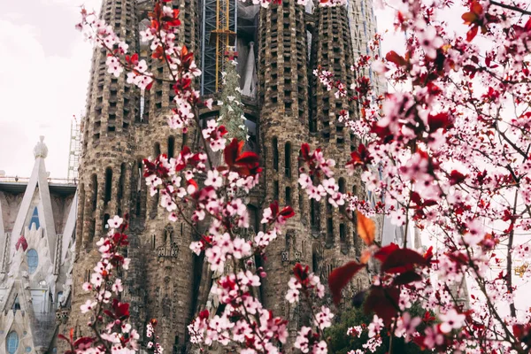Fechar Vista Árvore Primavera Florescendo Com Sagrada Familia Fundo Barcelona — Fotografia de Stock