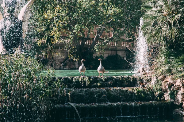 Parc de la Ciutadella, Barselona, Ispanya Çeşme yüzen ördek görünümü