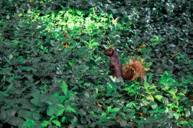 Gri sincap bahar parkında yerde oturan