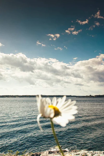 Arka planda Newport mavi deniz körfezinin panoramik manzarası ile çiçek açan papatya yakın görünümü, Rhode Island, Abd