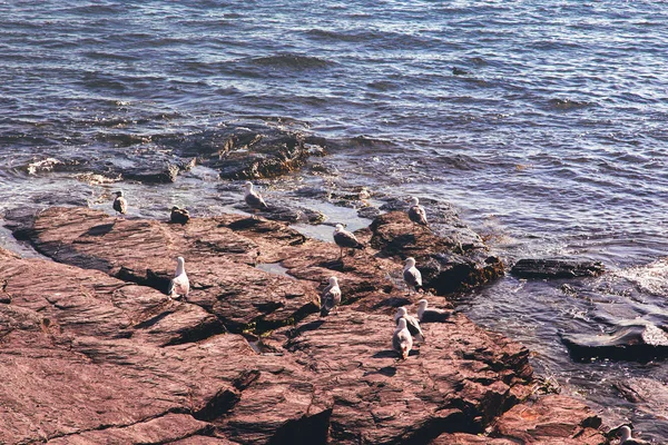 Newport, Rhode Island, ABD'de kayalık taş sahilde oturan martıların yakın görünümü