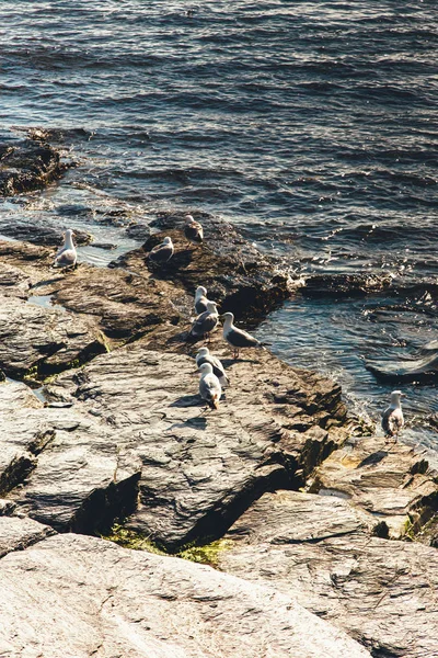Newport, Rhode Island, ABD'de kayalık taş sahilde oturan martıların yakın görünümü