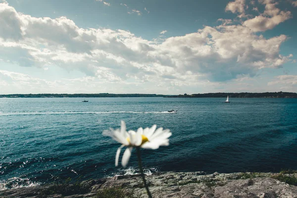 Zamknij Widok Kwitnącej Stokrotka Panoramicznym Widokiem Błękitną Morską Zatokę Newport Zdjęcie Stockowe