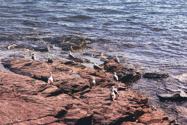 Zamknij Widok Seagulls Siedzi Skalistym Brzegu Kamienia Newport Rhode Island Zdjęcie Stockowe