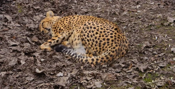 Leopard Sleeps Fallen Leaves — Stock Photo, Image