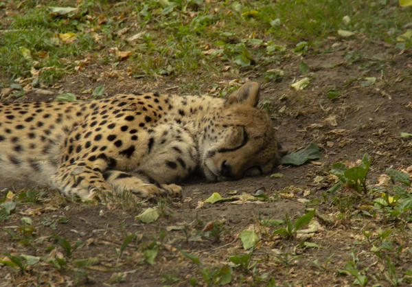 Молодой Леопард Спит Земле — стоковое фото