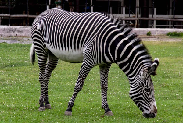 Zebra Eats Green Grass — Stock Photo, Image