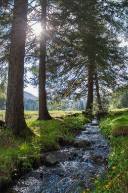 Karpatlar, peyzaj, turizm ve seyahat orman dere mırıldanıyor