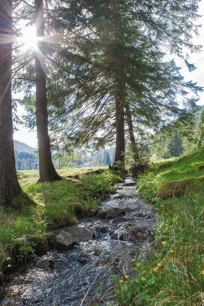 Karpatlar, peyzaj, turizm ve seyahat, güneş ışınları orman dere mırıldanıyor