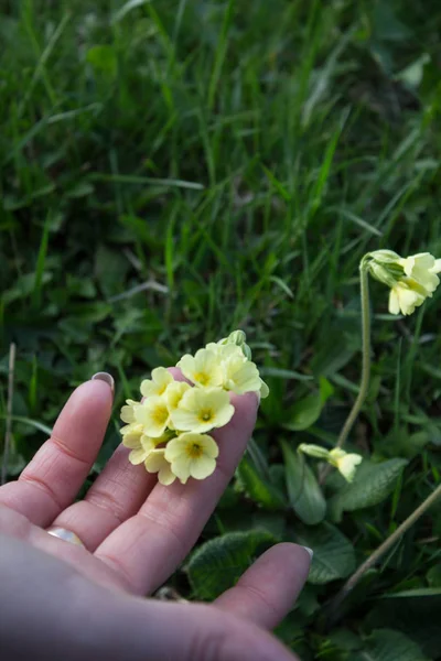 collection of medicinal flowers and herbs in the Carpathians, yellow flowers, healthy lifestyle, spring