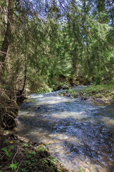 Rivière Forestière Dans Les Carpates Nature Rivière Forêt Air Frais — Photo