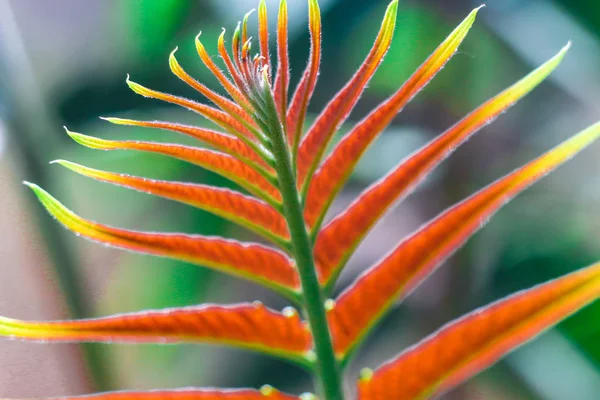 Een Blad Van Een Struik Heldere Bladeren Een Achtergrond Textuur — Stockfoto