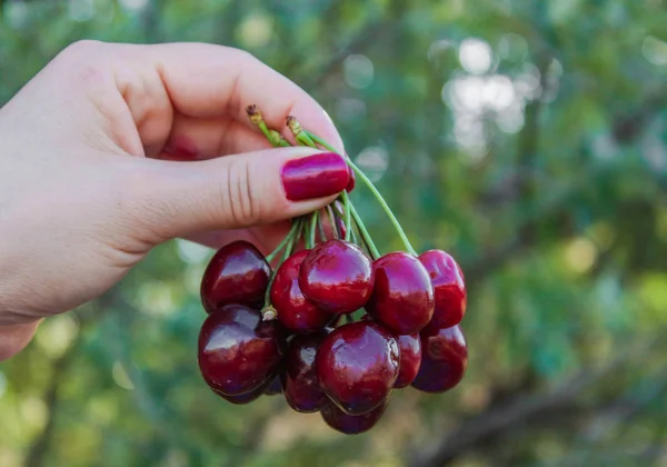 Juicy harvest, ripe sweet cherry in hand, red sweet cherry