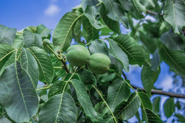 walnuts on a branch, harvest, agriculture, nuts, walnut, farming