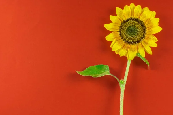 beautiful blooming sunflower on a red background, background, place for text, red