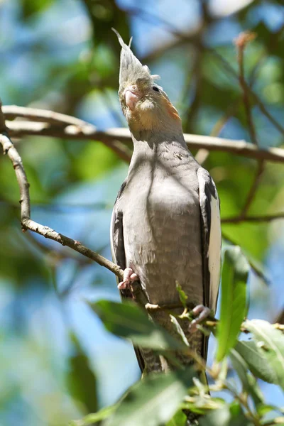 Cockatiel Його Природному Середовищі Існування Австралії — стокове фото