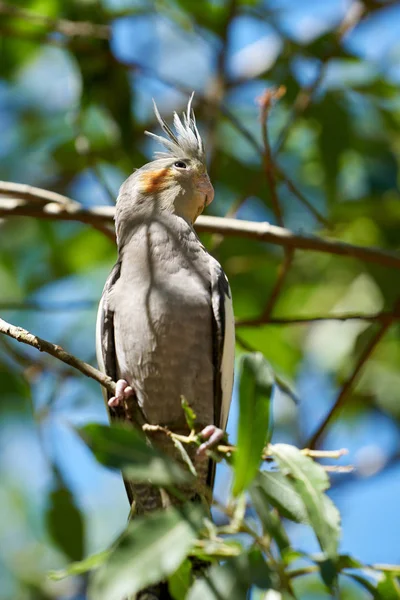 Cockatiel Its Natural Habitat Australia — Stock Photo, Image