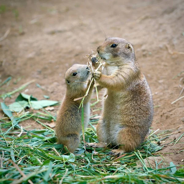 Prairie Dog Mother Her Cub — Stock Photo, Image