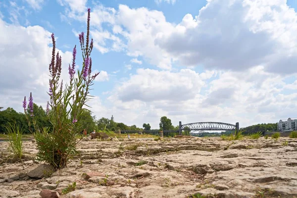 Břehu Řeky Labe Rock Katedrála Magdeburgu Při Odlivu Pozadí Most — Stock fotografie