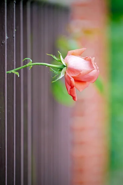 Een Enkele Roos Groeit Door Een Tuin Hek — Stockfoto